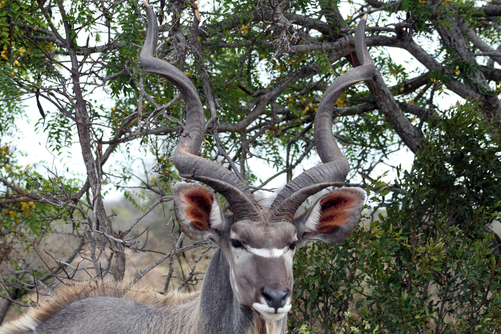 Go To National Park Kruger To Feel The Atmosphere Of African Nature