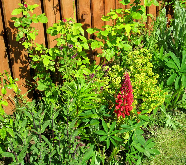 red lupin