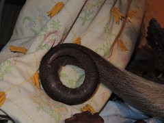 Coiled tail
