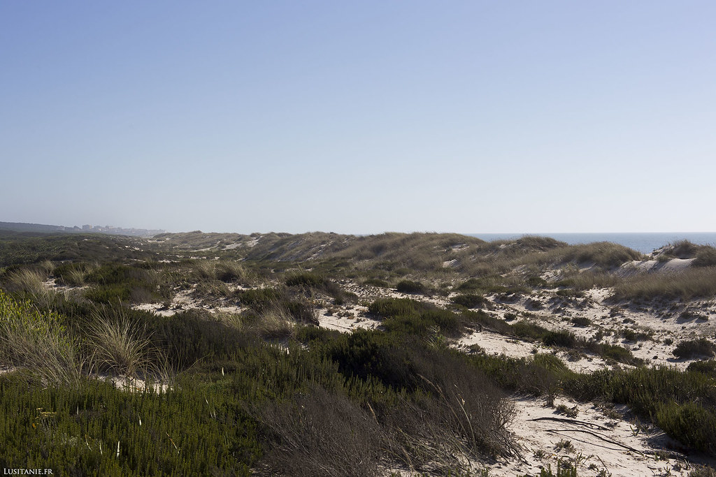 Juste derrière la dune, la végétation sauvage du bord de mer.