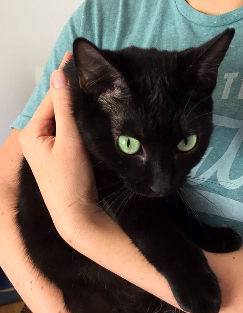 Morgana, gatita negra monísima, juguetona y tímida esterilizada, nacida en Julio´16, en adopción. Valencia. ADOPTADA. 32486902404_ed92a76f16_z