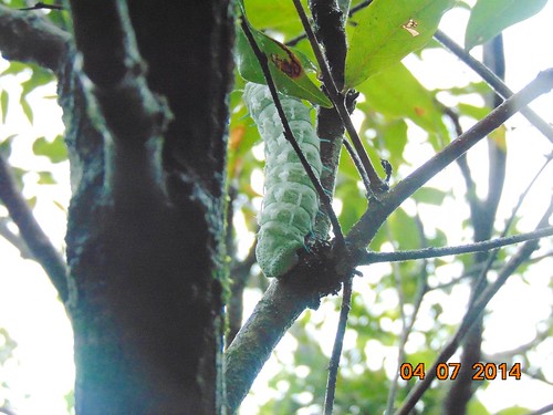 Atlas Moth Caterpillar, अॅटलास मॉथची अळी