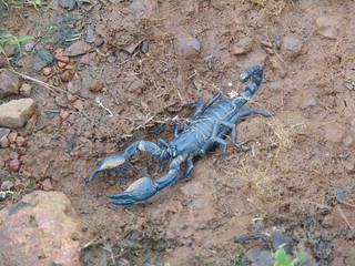 Scorpion, (Palamnaeus spp. ??), विंचू