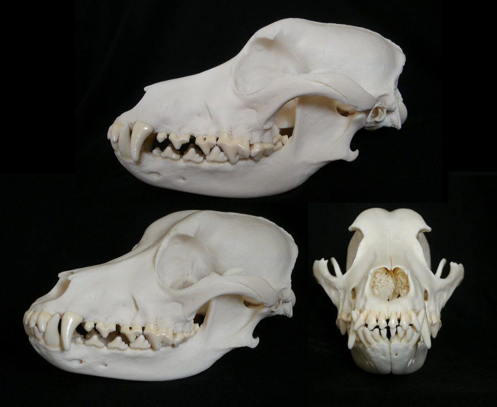 Crâne de Chien / Dog Skull (Canis familiaris) | Crâne de Chi… | Flickr