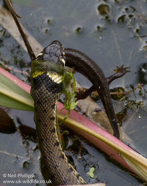 Grass snake eating great crested newt-7