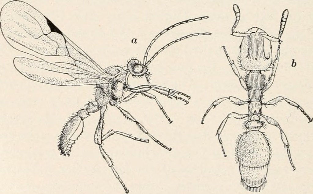 Image From Page 523 Of Quot Ants Their Structure Development
