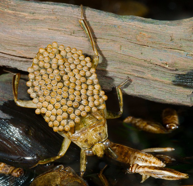 Male Giant Water Bug with brood on back