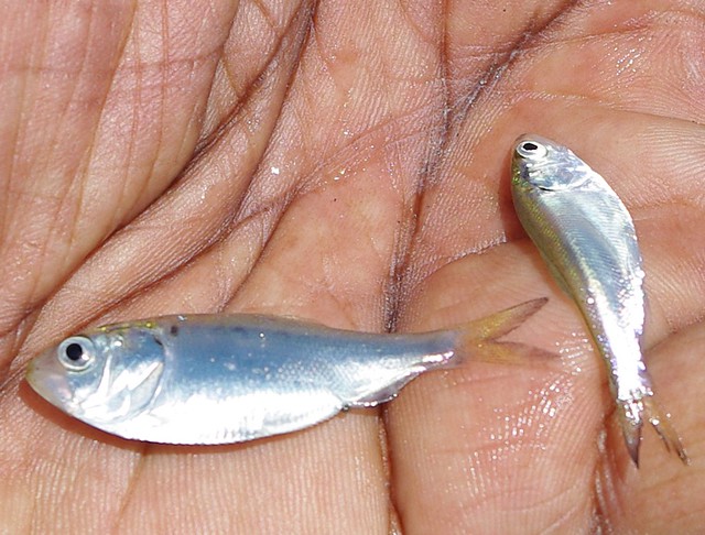 Juvenile herring spp. from a spawning event in late winter at York River State Park, Virginia