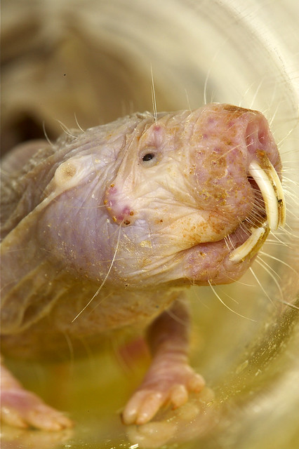 10 Things You Didnt Know About Naked Mole-rats 