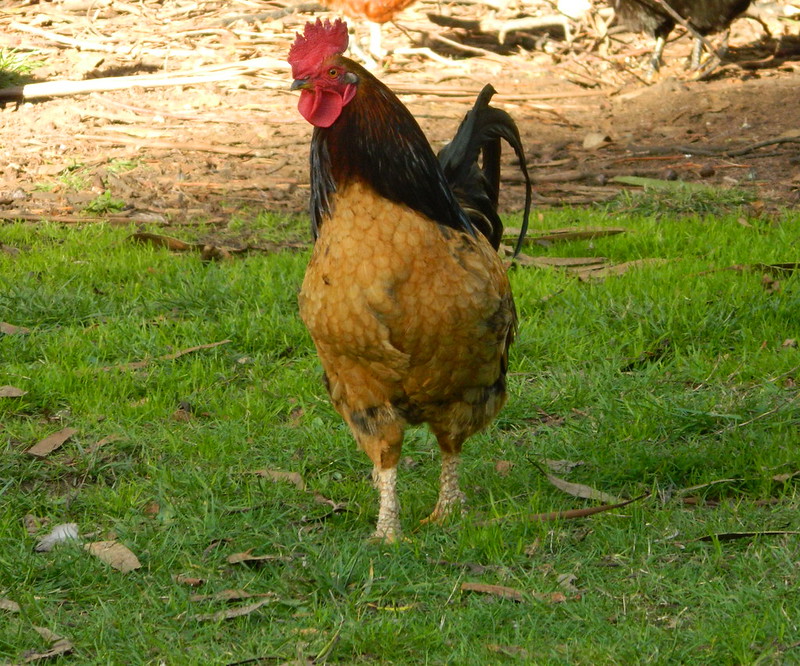Feral Roosters