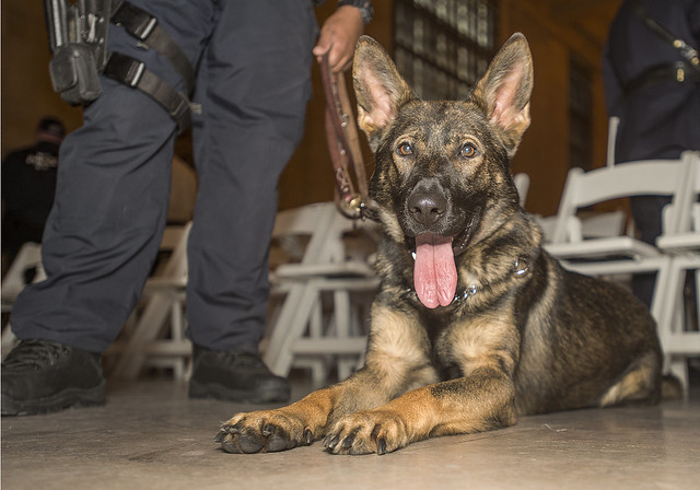 MTA Police canine at a recent graduation