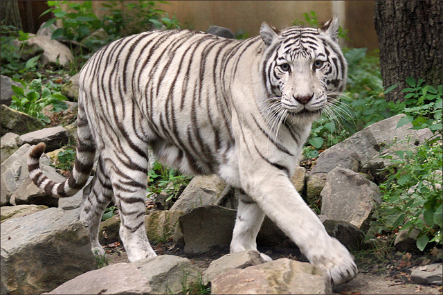 Image result for siberian tiger white
