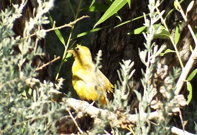 Summer Tanager female, Mesilla Valley Bosque