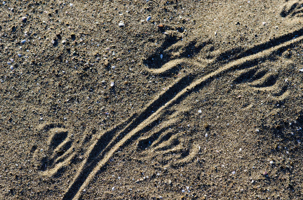 Alligator tracks on Playa Blanca | Santa Rosa, Bosque seco, … | Flickr