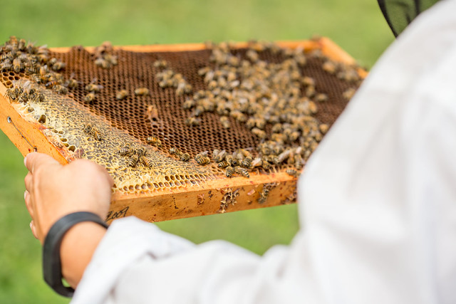 a beekeeper carrying a frame with bees