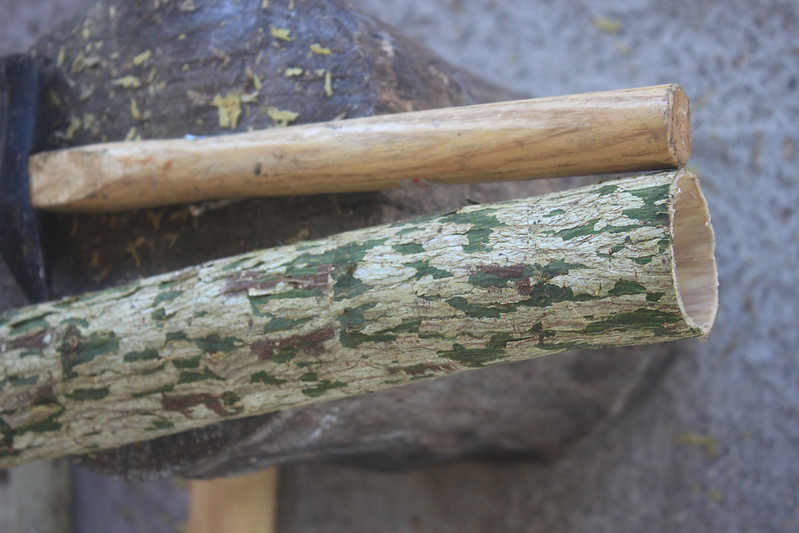 為了做樹皮布，太平洋多處上植有構樹。圖為完整脫下的構樹樹皮。圖片來源：本報資料照