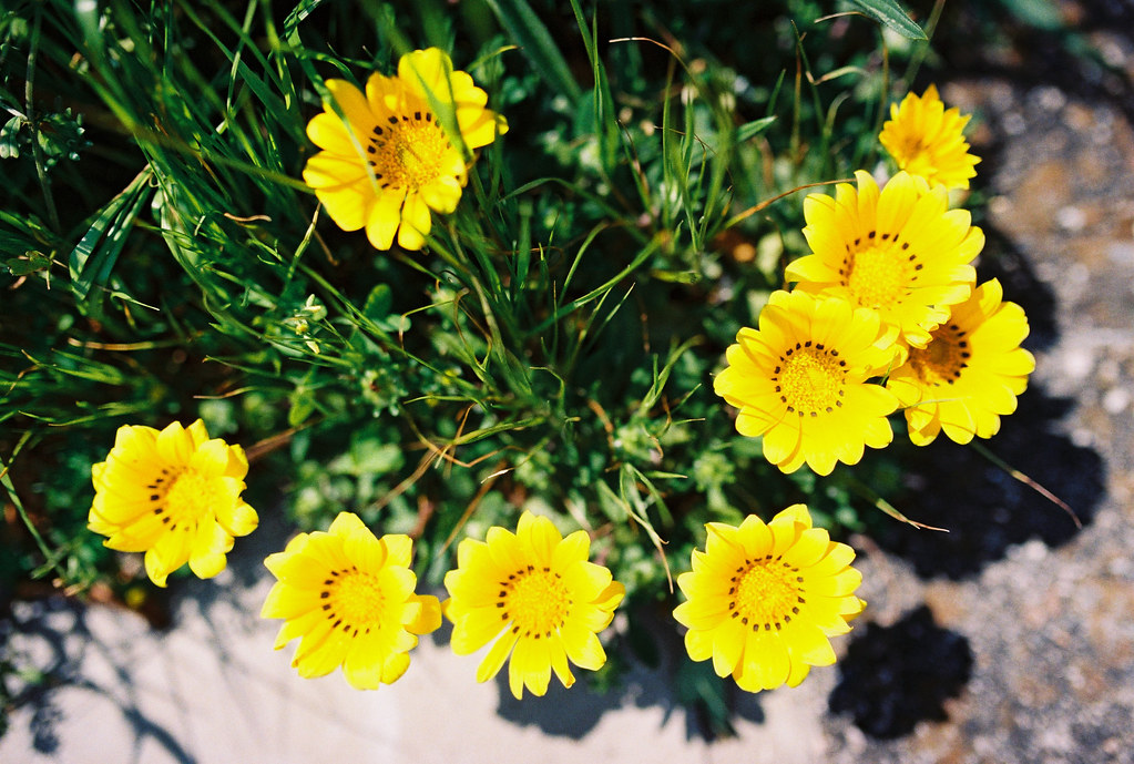 profoto-yellow-the-small-yellow-flowers-on-the-roadside-s-flickr