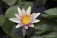 Nymphaea Sioux