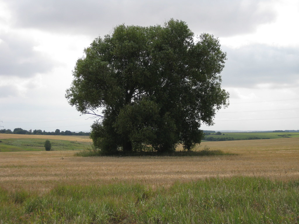 Дерево в поле
