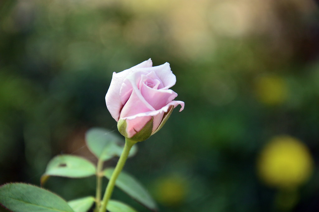 pink-budding-rose-ocean-thakur-flickr