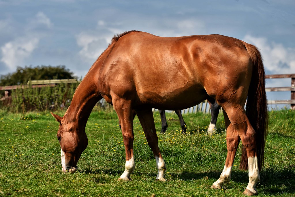 big-male-horse-in-county-clare-f4-celtic-lion-photography-flickr