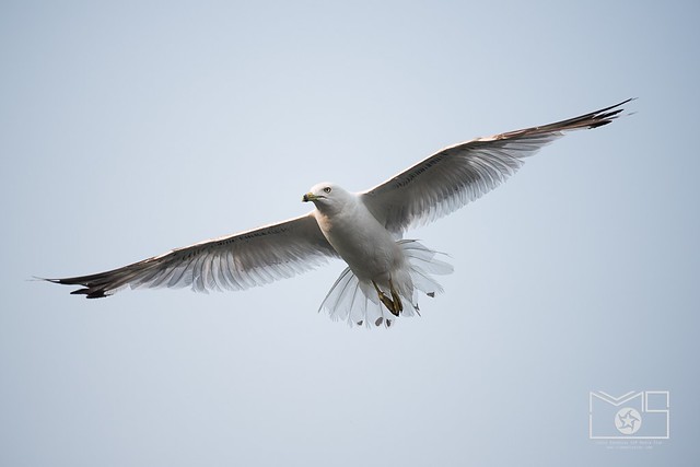 Flight of the Seagull