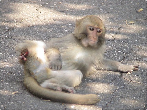 因誤觸捕獸鋏，一隻台灣獼猴幼猴後腿被夾斷。攝影：林金福。圖片來源：pobby-dog（CC BY-NC 2.0） - See more at: http://backstage.e-info.org.tw/node/113111#sthash.FbYtX13Y.dpuf