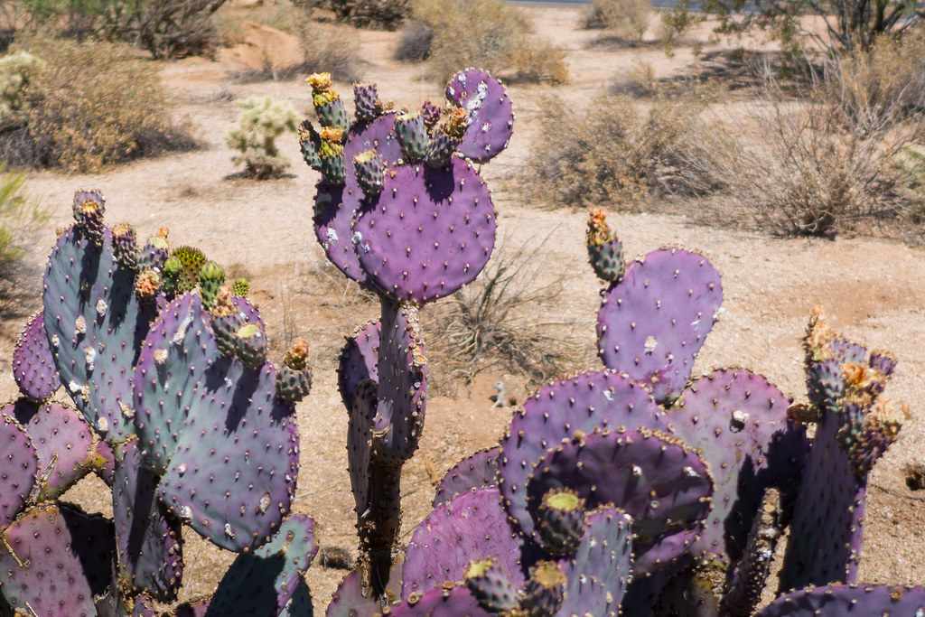 purple cactus, sonoran desert trail, desert flora, phoenix, arizona