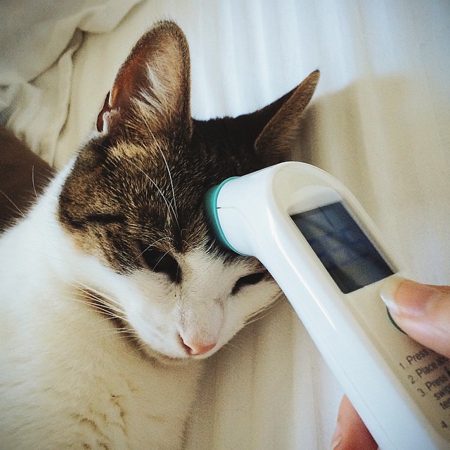 I have a fever. The cat does not. Lisa Brewster Flickr