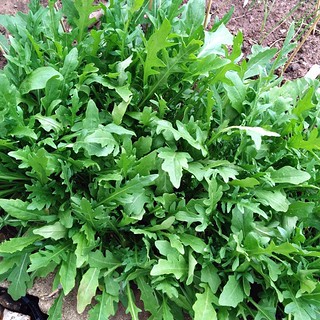 And our little patch of wild rocket always seems to look full, even after picking lots for salads