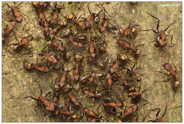 臭巨山蟻 Camponotus habereri Forel, 1911