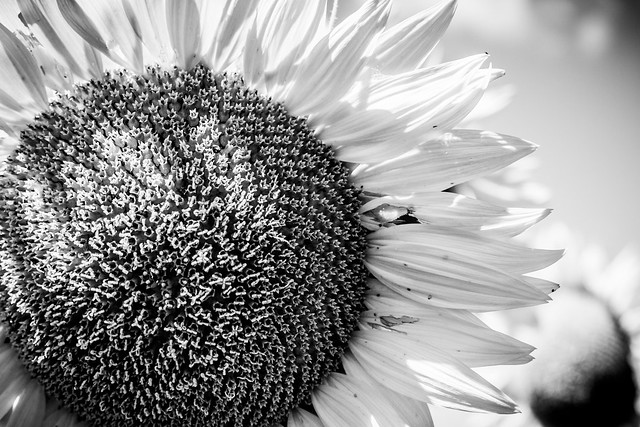 Black and White Flower | Flickr - Photo Sharing!