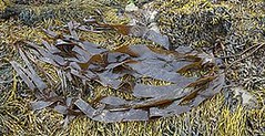 掌狀昆布(Laminaria digitata)又稱為昆布，攝於威爾斯，安格爾西(Anglesey)。圖片來自： Wikimedia Commons / Stemonitis 攝影。
