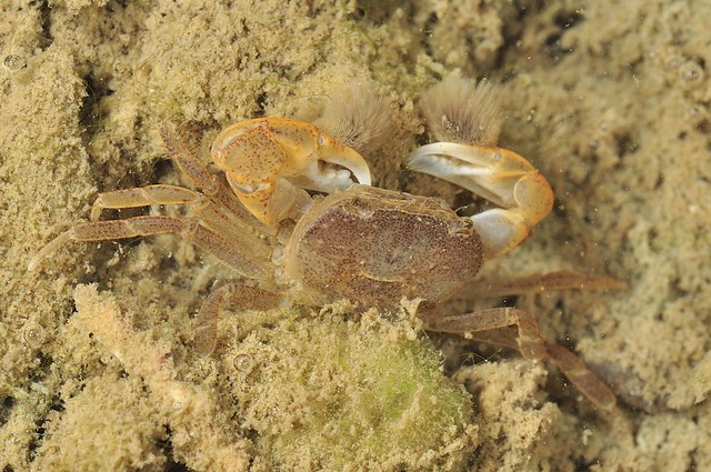 湧泉海岸林潔淨水源與底質，創造特異折顎蟹獨特棲地。