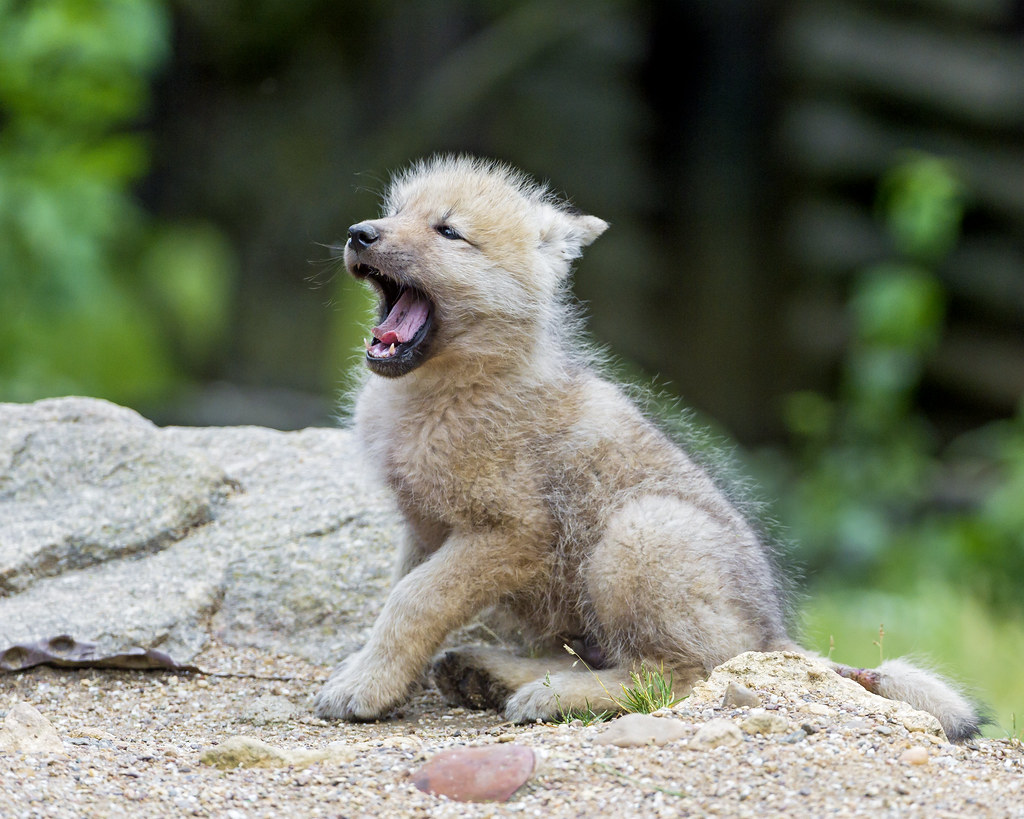Arctic Wolf Baby Cute Baby Arctic Wolf