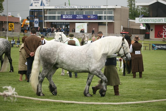 Highland Ponies