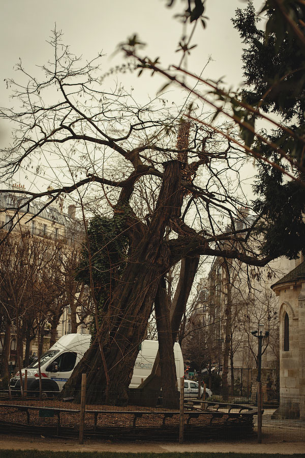 Cамое старое дерево Парижа в сквере Рене Вивиани