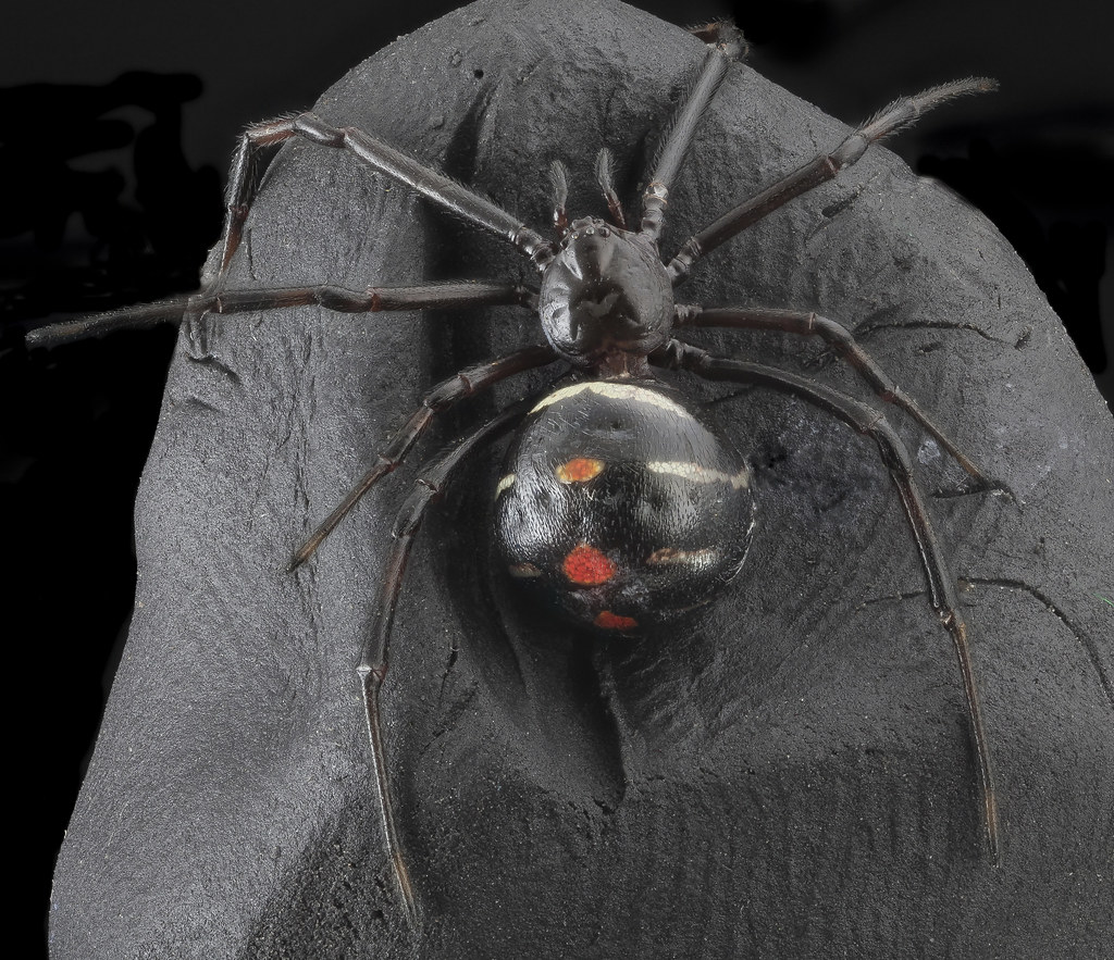 Black Widow | \u0026quot;You should\u0026#39;ve known better than to mess with \u2026 | Flickr