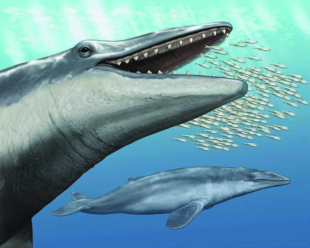起始鯨類鯨魚的復原想像圖，可以看到介於牙齒之間有著鯨鬚。圖片取自於Deméré, T. A., McGowen, M. R., Berta, A., and Gatesy, J. 2008. Morphological and molecular evidence for a stepwise evolutionary transition from teeth to baleen in mysticete whales. Systematic Biology 57:15—37.