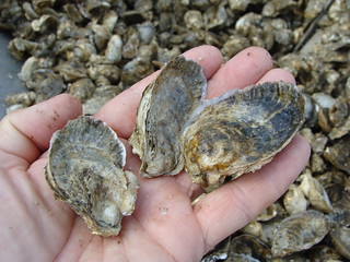 Juvenile Oysters