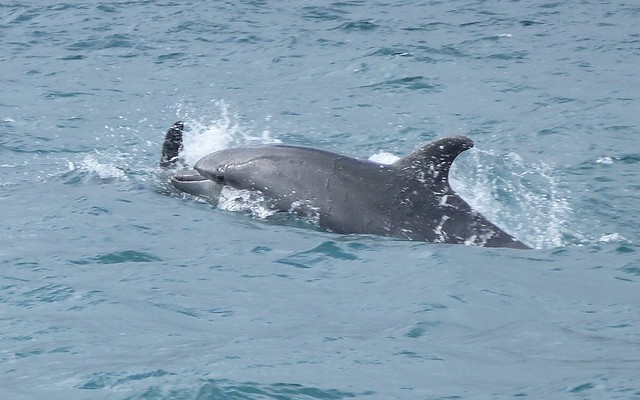Delfines en el río Sado (Alentejo)