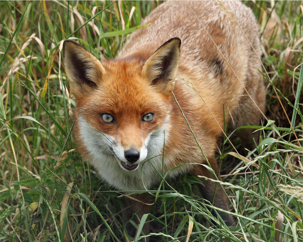 FOX (VULPES VULPES), BRITISH WILDLIFE CENTRE.
