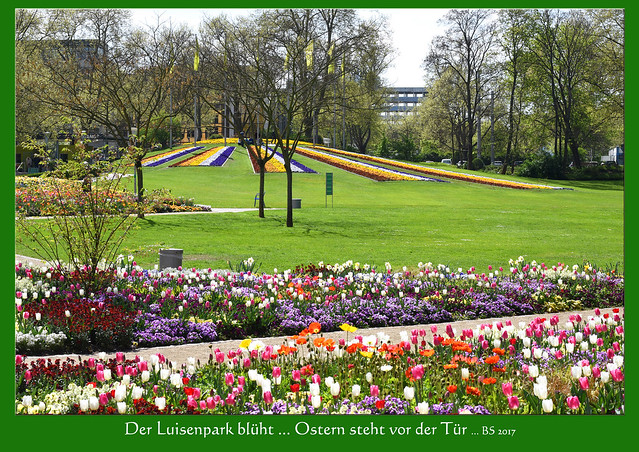 April 2017 ... Ostern ... blühender Luisenpark Mannheim ... Foto: Brigitte Stolle