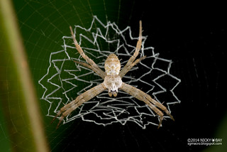 St Andrew's Cross Spider (Argiope sp.) - DSC_6415