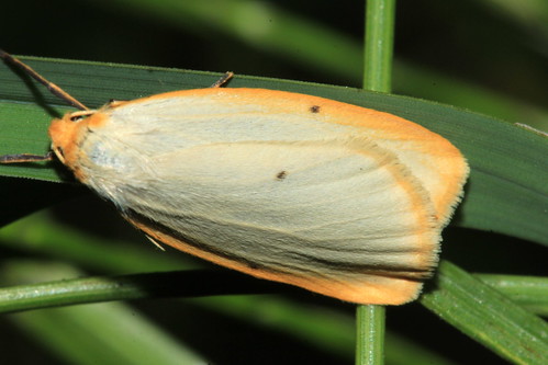 Four Spotted Footman 9482