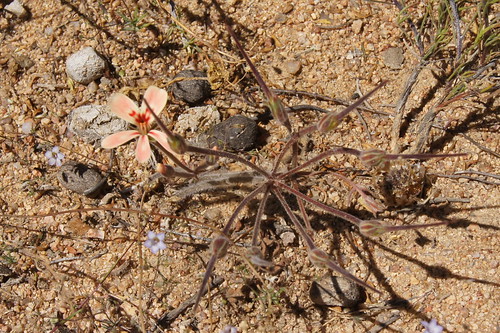 Pelargonium section Hoarea, sp. nov. from Skilpad