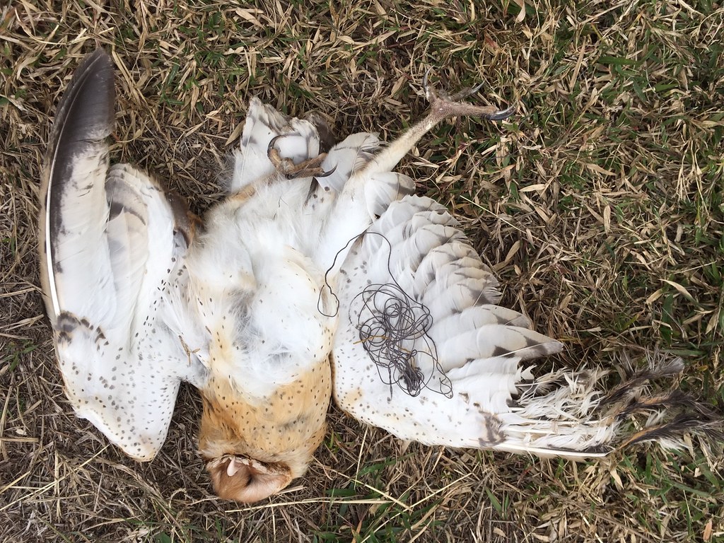 草鴞被309公分長的驅鳥繩緊緊纏繞致死。照片提供：高雄市野鳥學會