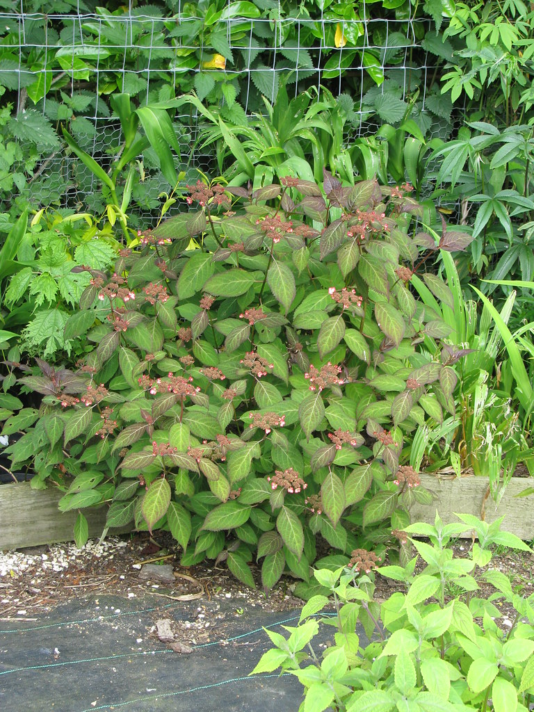 Far Too Many Plants: Hydrangea serrata Kiyosumi