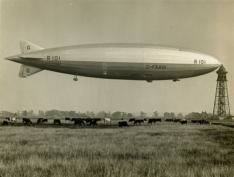 R101 and cows