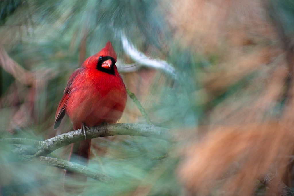 shy cardinal